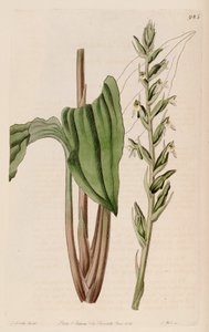 Illustration af Pelexia adnata (som syn. Pelexia spiranthoides)